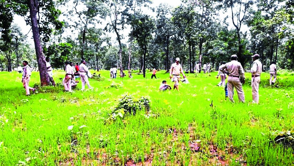 Forest department was planting saplings amidst standing crop