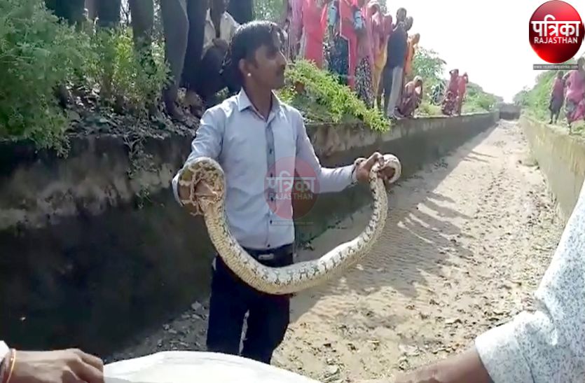 Caught a dragon from Jawai-Takhatgarh Canal of Pali