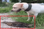 viral video