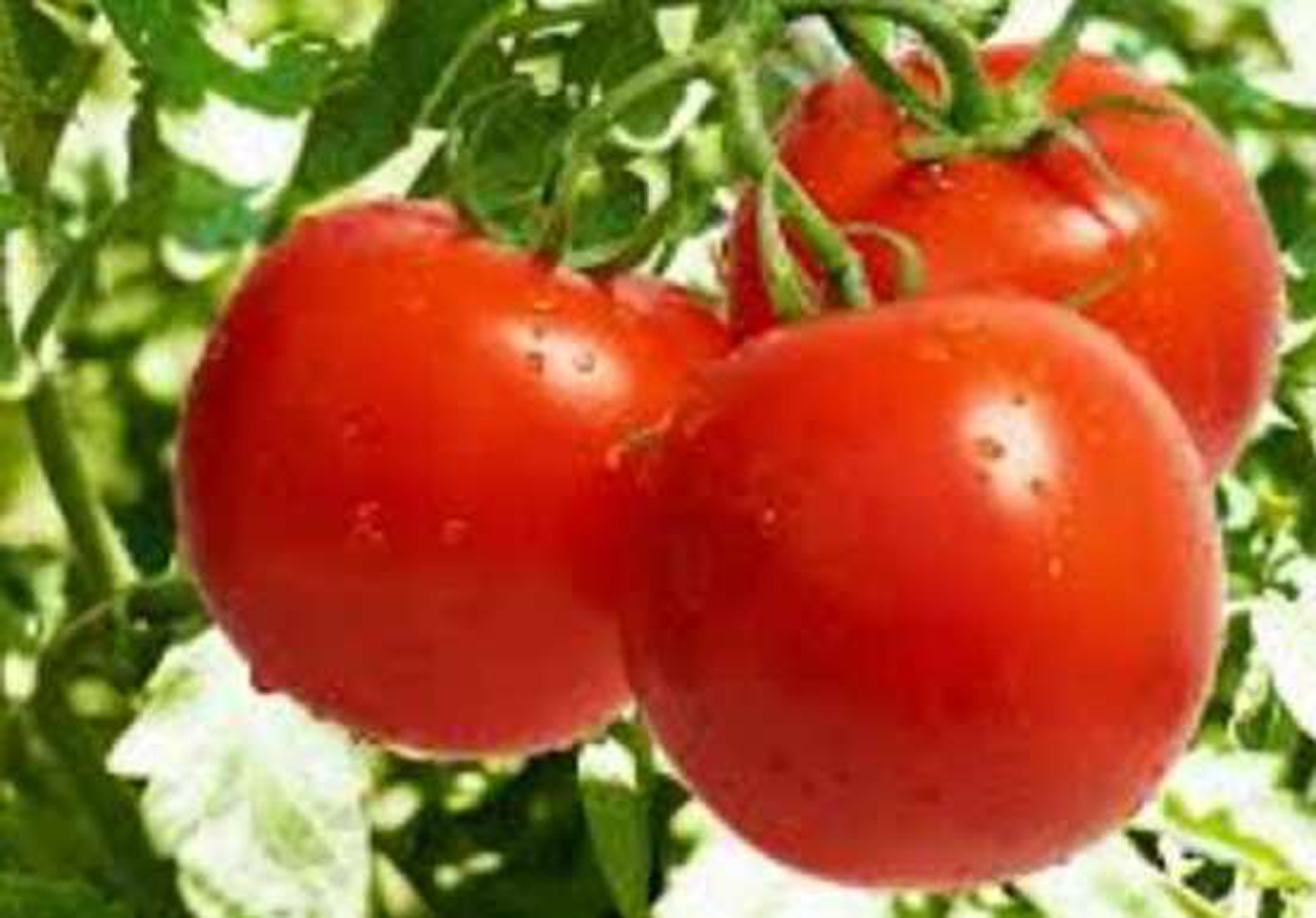 grow tomatoes without soil