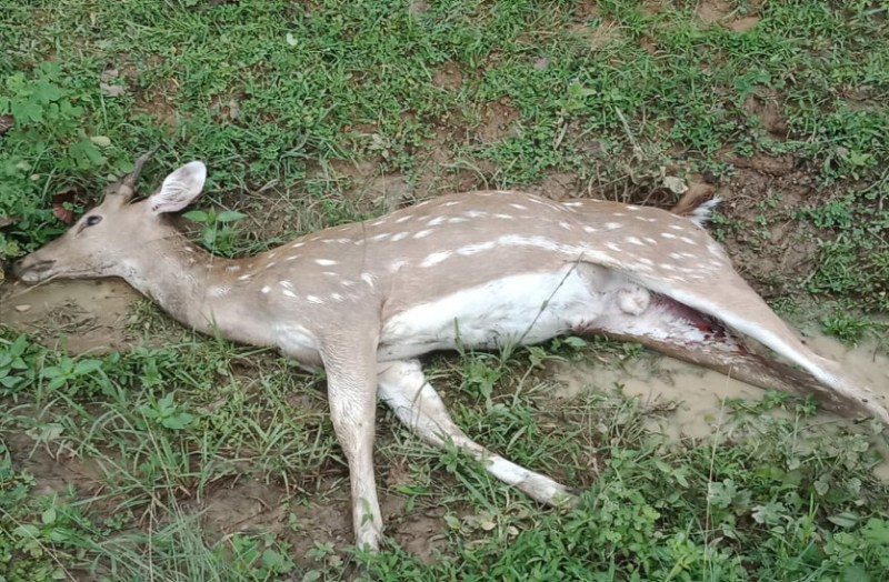 भटकते हुए पहुंचे चीतल पर कुत्तों का हमला, हुई मौत, देखें वीडियो