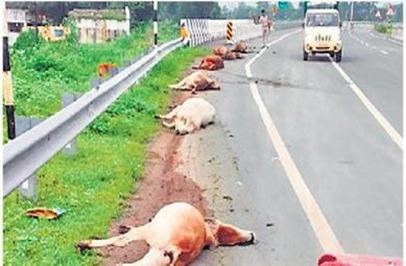 हादसा: अज्ञात ट्रक ने 9 गायों को कुचला, पिछले 5 दिनों में 20 मवेशियों की मौत, भड़का गुस्सा