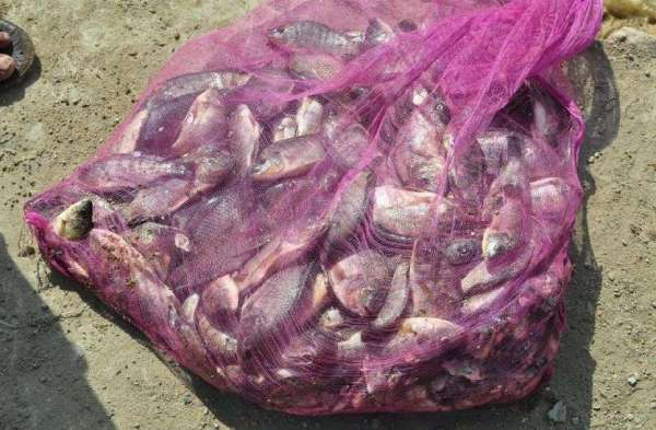 pics of children catching fish