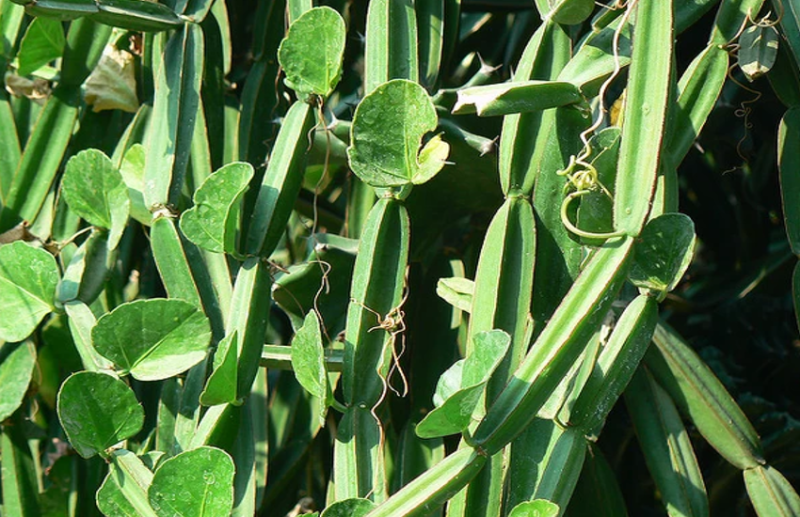 टूटी हड्डी जोड़ने में कारगर है हड़जोड़ का पौधा, आैर भी हैं फायदे