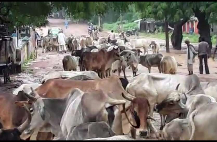 Stray cattle