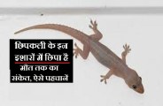 chipkali.jpg