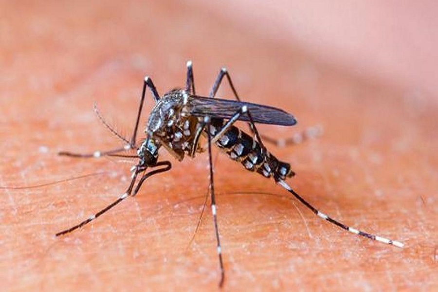 मच्छरों से कांपा Doon, इलाज चाहिए very soon