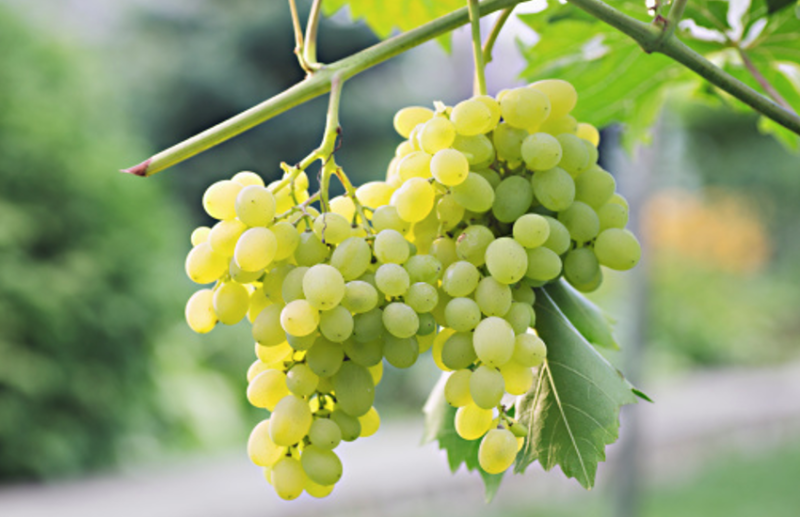 कोलोन कैंसर सेल खत्म करता है अंगूर, है आैर भी फायदे