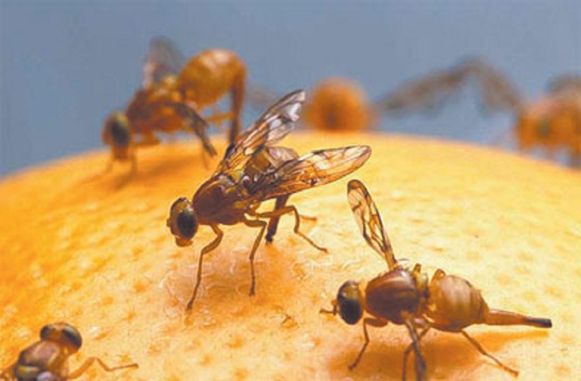 अमरूदों को फलीमक्खी रोग से बचाने की सलाह
