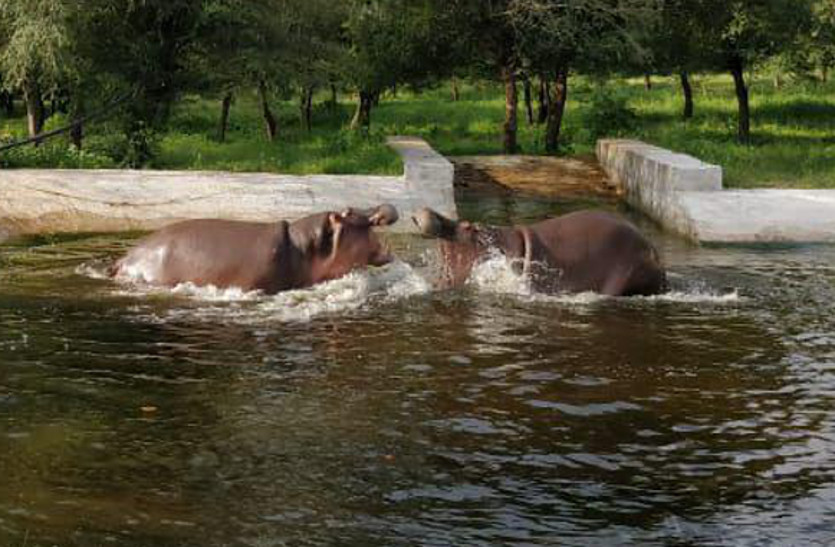 hippopotamus in Jaipur
