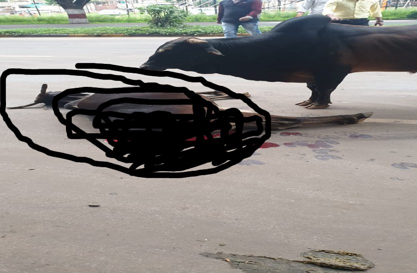 कार की ठोकर से गाय की मौत, बछड़ा ने  पुलिस को उठाने नहीं दिया शव