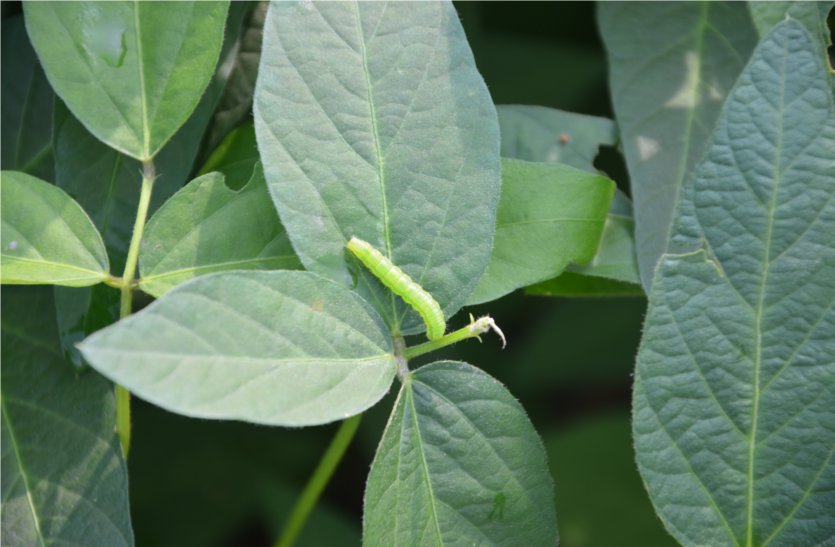 Outbreak of pests on crops