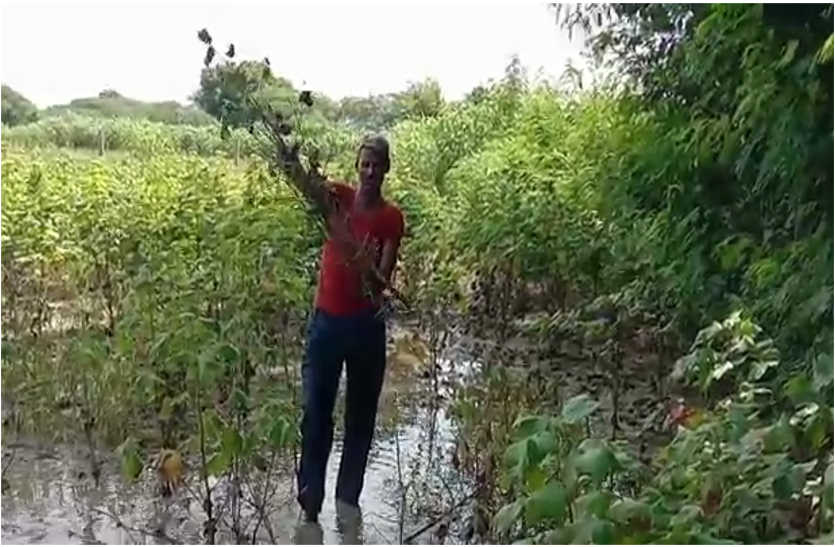 Rain water falls on bumper crop, many farmers suffer in Bhilwara