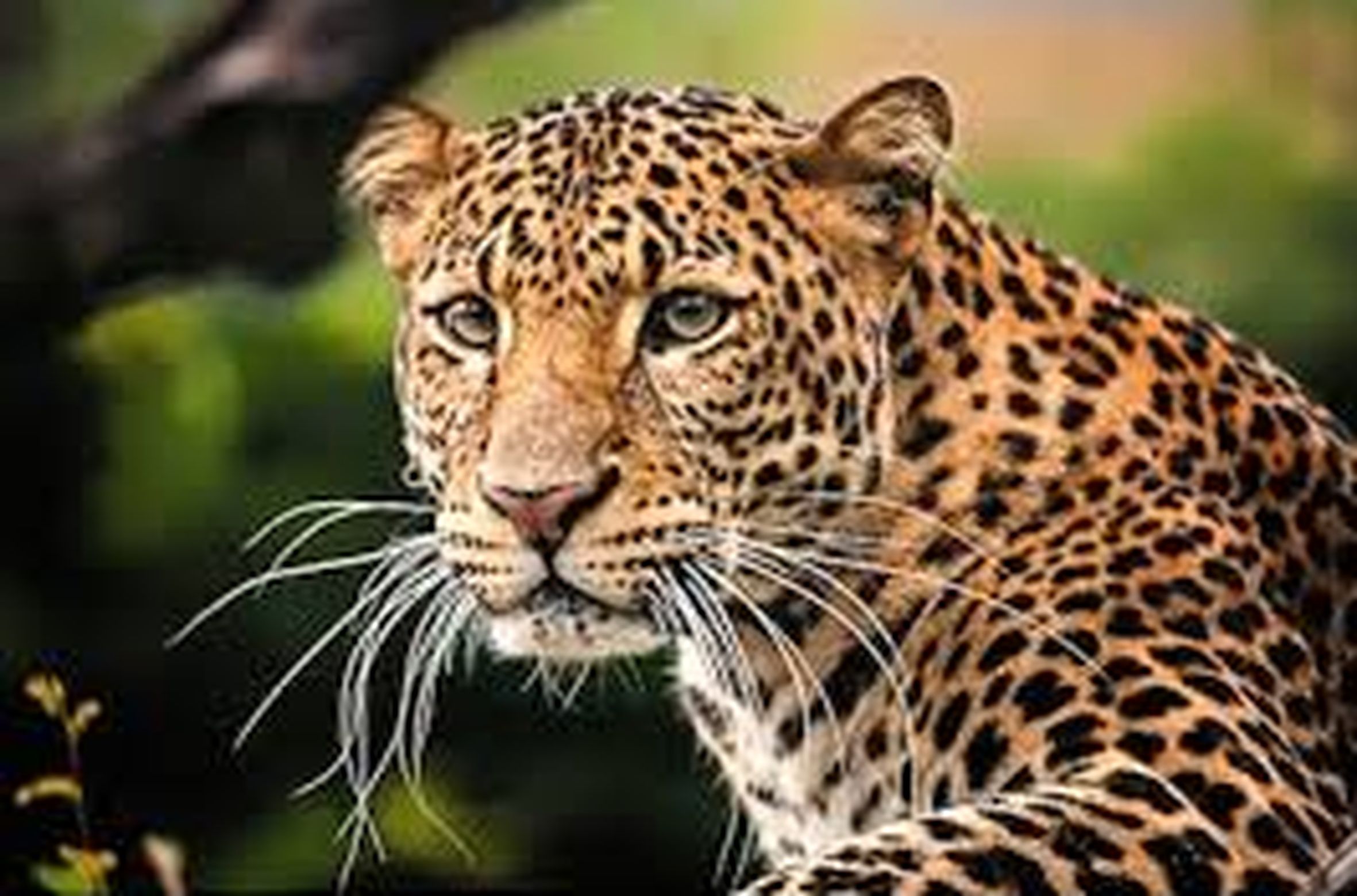 Leopard panic again in Pansemal, woman killed