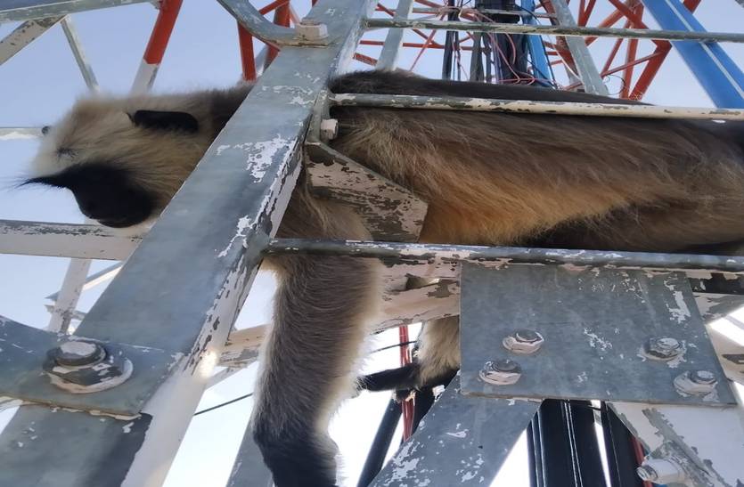 Monkey dies on mobile tower
