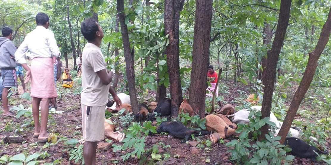 गाज गिरने से 26 मवेशियों की मौत, जंगल में यहां वहां बिखरीं लाश देख सिर पकड़कर बैठ गए मवेशी मालिक