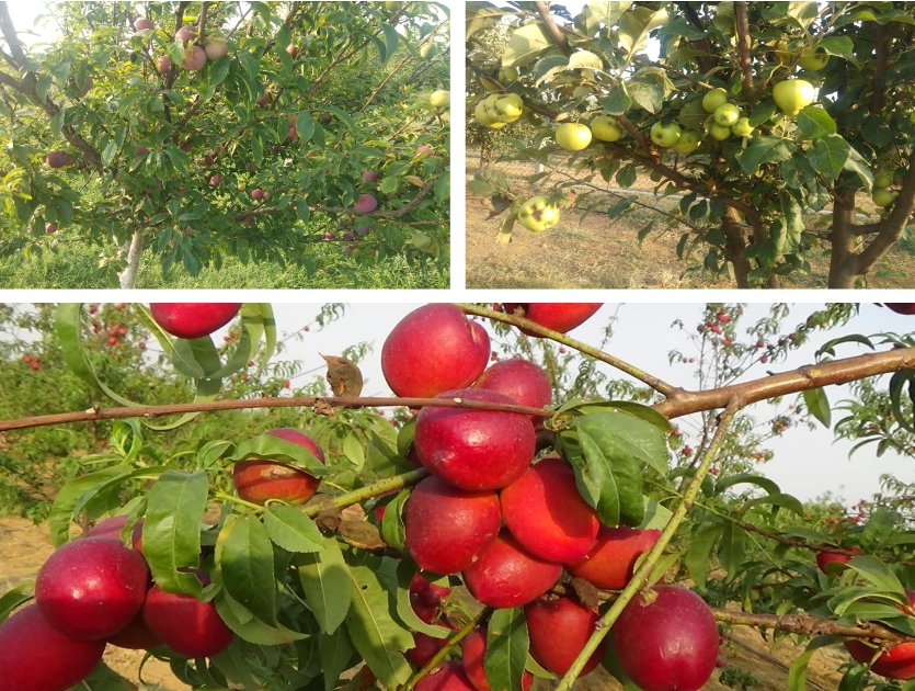 छत्तीसगढ़ में सेब का पहला बागान यहां तैयार, मिलेंगे लाल व हरे सेब, हिमाचल प्रदेश जैसा यहां सबकुछ
