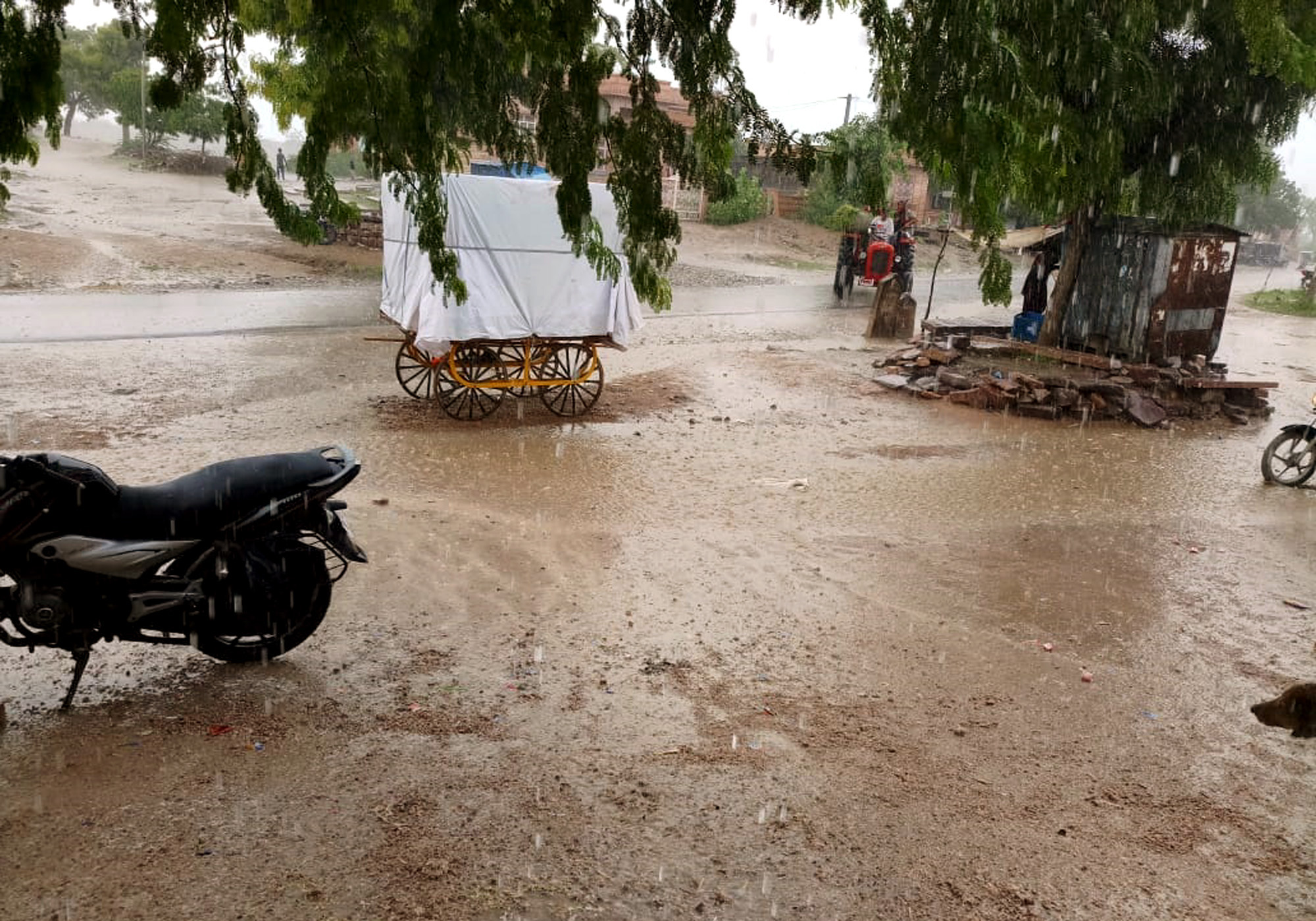 Rain in rural Jodhpur area