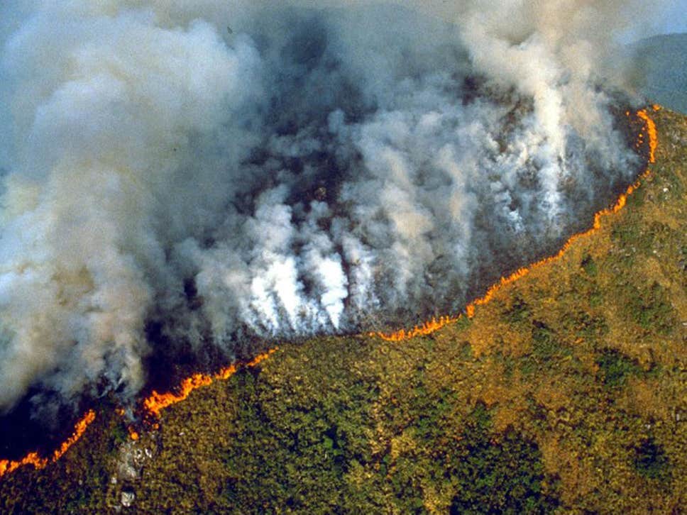 Fire in Amazon Forest : धरती के फेफड़ों में आग