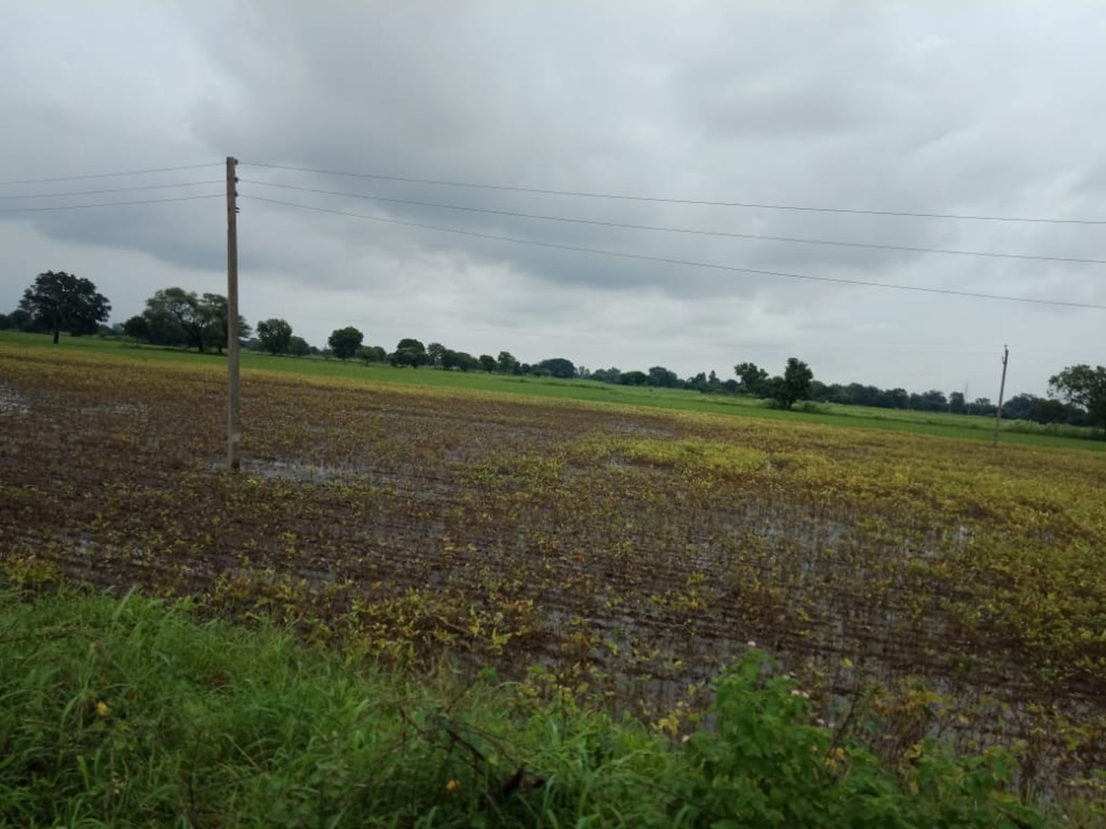 जिले में बारिश से 40 फीसदी फसलों का हुआ नुकसान, बीमा कंपनी करेगी भरपाई