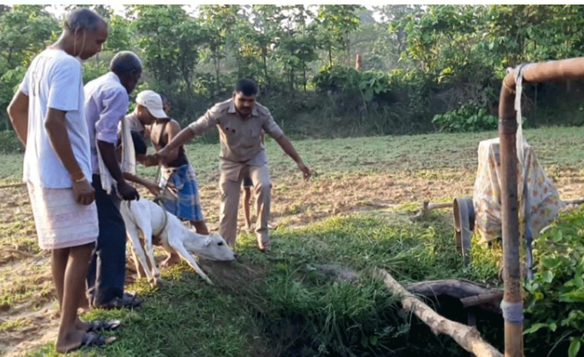 UP 100 Police Constable saved life of a calf In Mawai Ayodhya