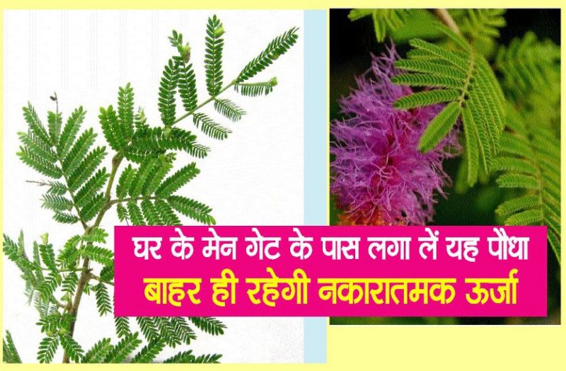 Shami plant to remove negative energy at home Know more benefits