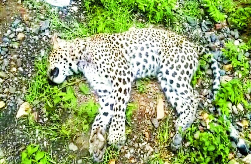 Tigress And Panther Fight In Sariska Tiger Reserve Alwar