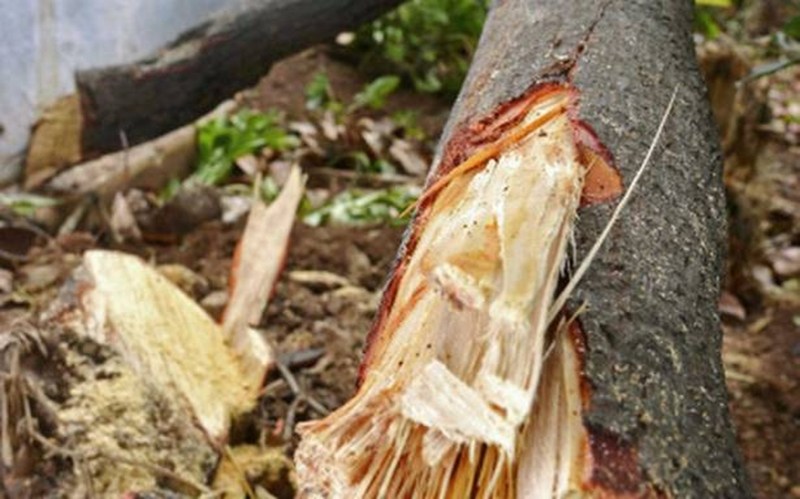 चंदन पेड़ों की संख्या से अनजान विभाग