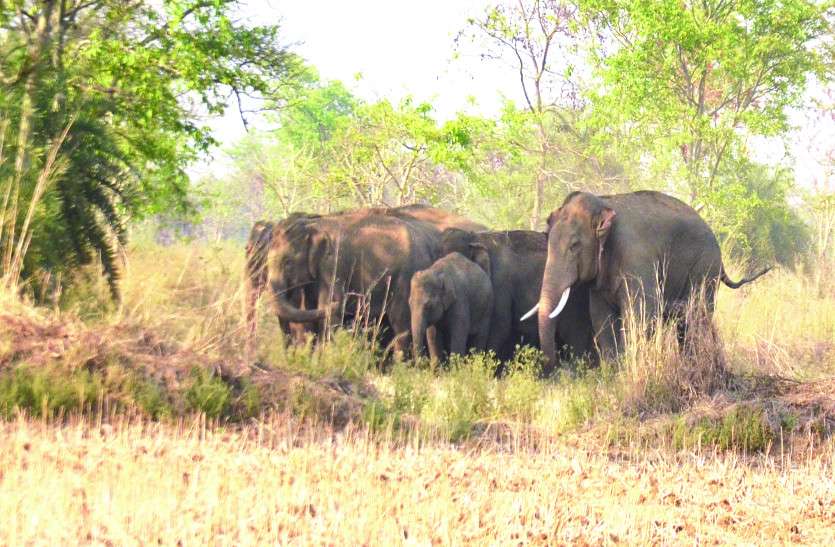 4 दिनों से 20 जंगली हाथियों का दल खेतों में मचा रहा उत्पाद, दहशत में किसान