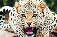  panther 
