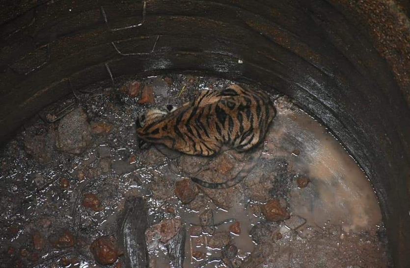 On August 12, the tiger cub fell into the well