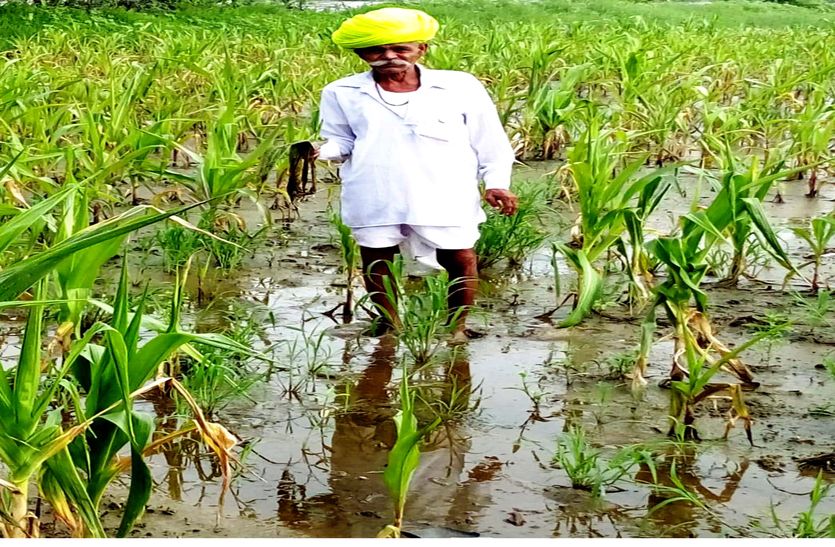 Crops spoiled in 45 thousand hectares in bhilwara