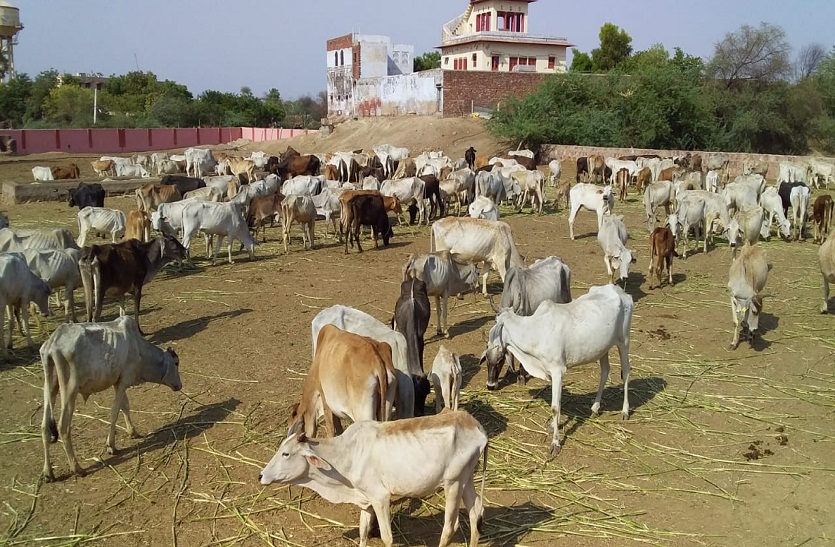 अनुदान की पात्र नौ गौशालाओं के संचालक अनुदान को तरसे