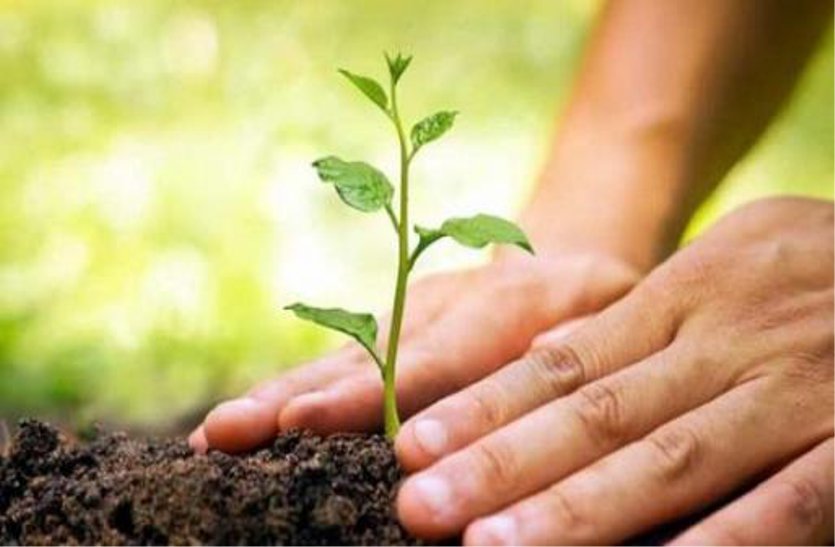 Plants will be planted on two hundred hectares of land