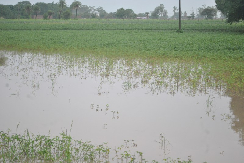 Survey report : दो से चार फीसदी नुकसान, फसल में 25 फीसदी से ज्यादा नुकसान होने पर मिलता है बीमा क्लेम