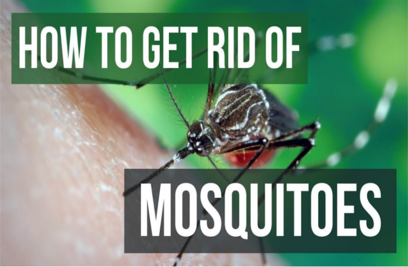 problem of mosquitoes