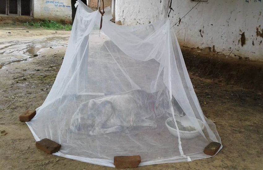 Wonderful, medicated mosquito nets, government scheme, malaria