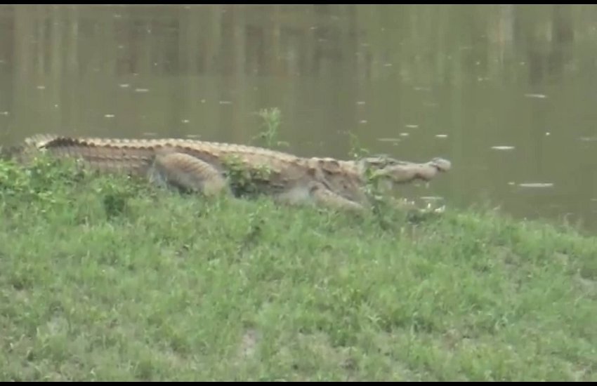10-foot crocodile spotted, sitting in ambush hunting cow's calf, then