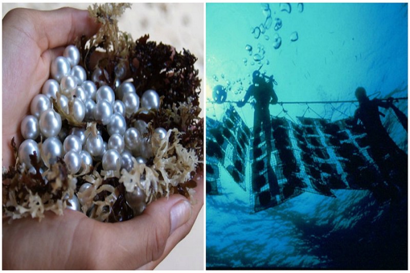 घर में ही दें पर्ल