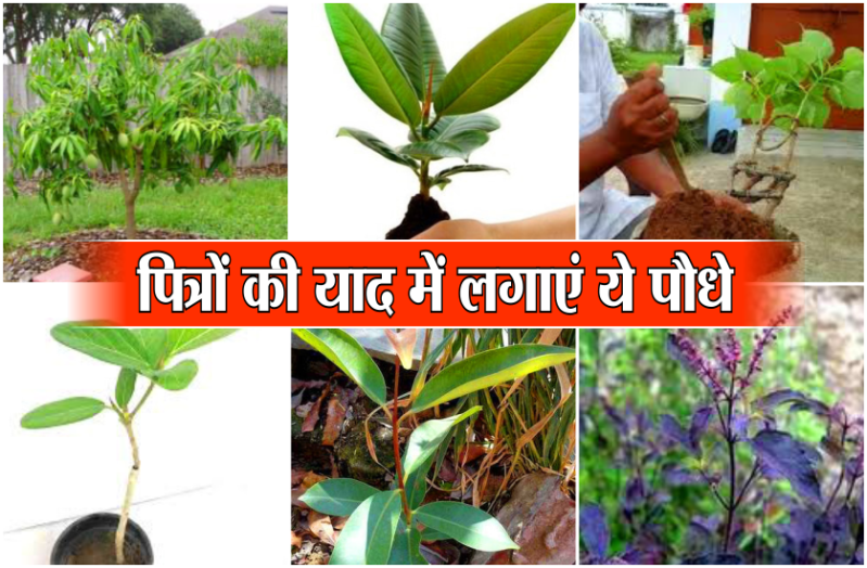 अपने दिवंगत पितरों की याद में पितृ पक्ष में जरूर लगावें ये पौधे, प्रसन्न हो जाएंगे पितृ