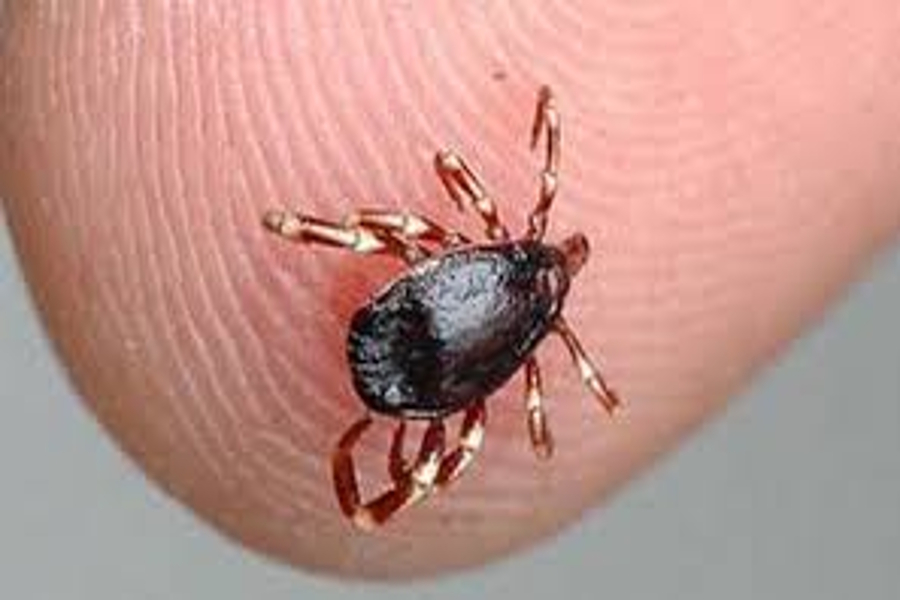 2 died of congo fever in jodhpur AIIMS