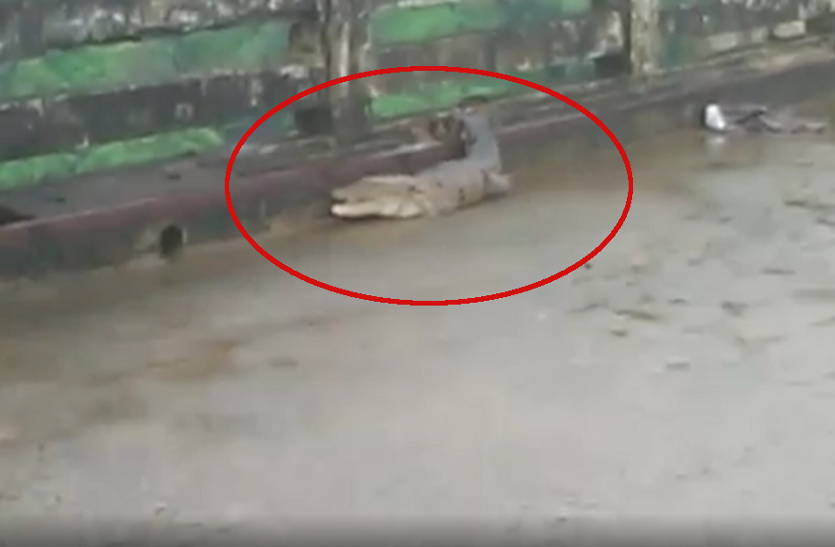 भारी बारिश से नदियां उफन पर, डैम के किनारे दिखा मगरमच्छ, मचा हड़कंप!