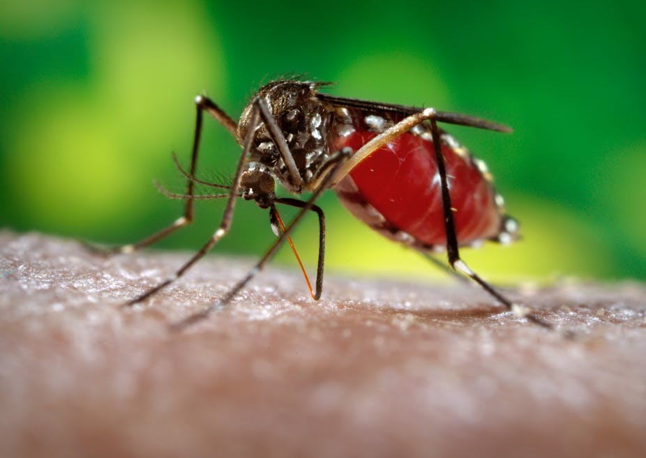 गत वर्ष की तुलना में चार गुना बढ़े डेंगू मरीज