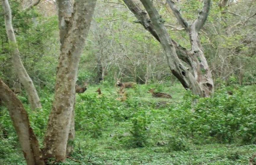 यहां बनाना था जंगल, लेकिन अफसरों कर दिया करोड़ो का घोटाला