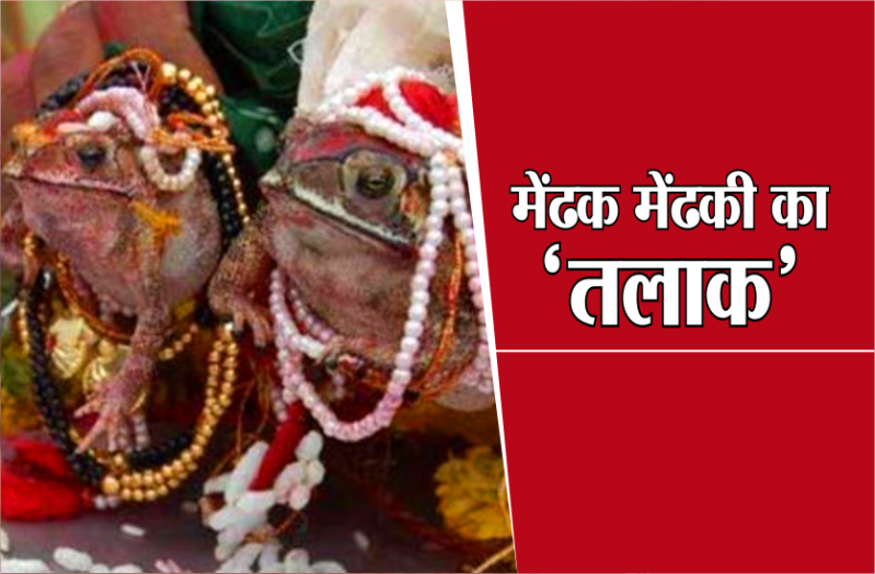 frog divorce in mp