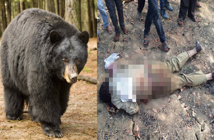 मशरूम तोडऩे गए युवक पर भालू ने किया जानलेवा हमला, आवाज सुनकर पहुंचे ग्रामीण नजारा देखकर रह गए हैरान