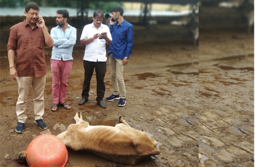 Watch: कोटा में जिंदा गाय की आंख नोंच कर खाता रहा ‘वो’, खौफनाक मंजर देख उड़े लोगों के होश
