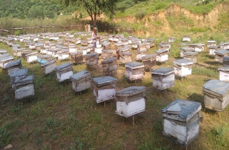 शहद की फीकी हुई मिठास