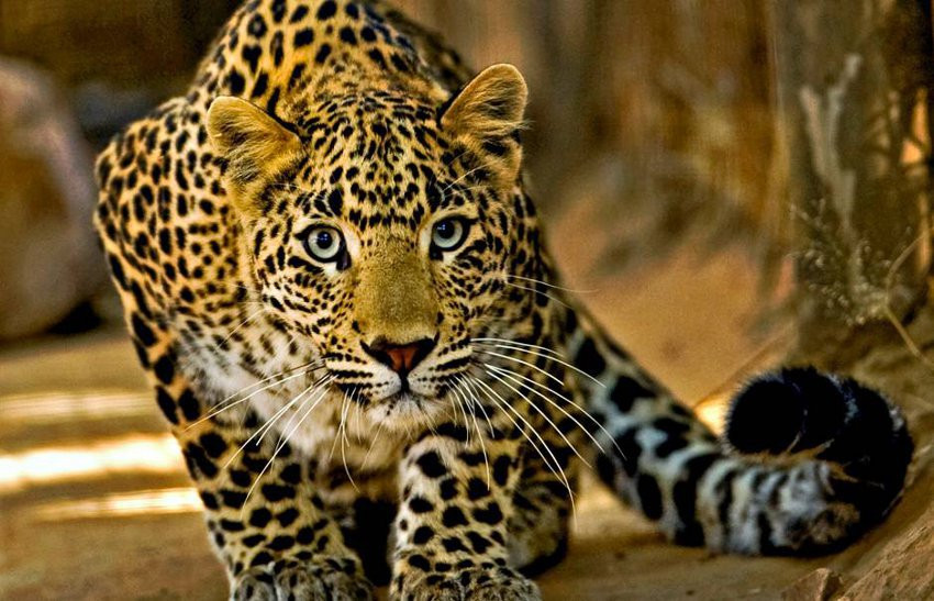 leopard attack video in madhya pradesh