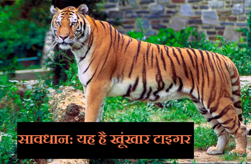 बेखौफ बाघ हो गया खतरनाक, अब तक ली 3 इंसानों की जान